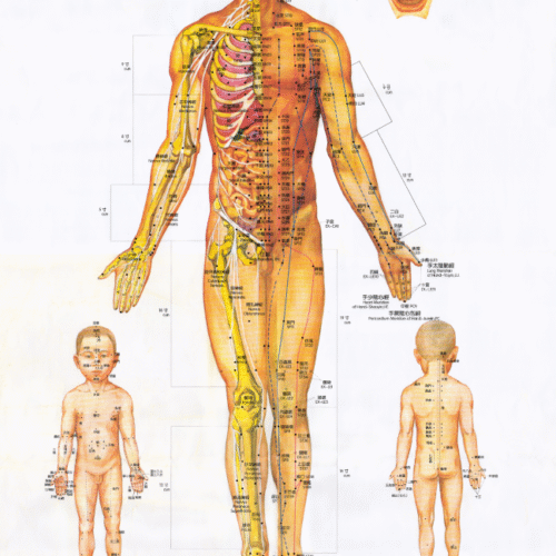 A1 Acupuncture Point Posters (Poster A)