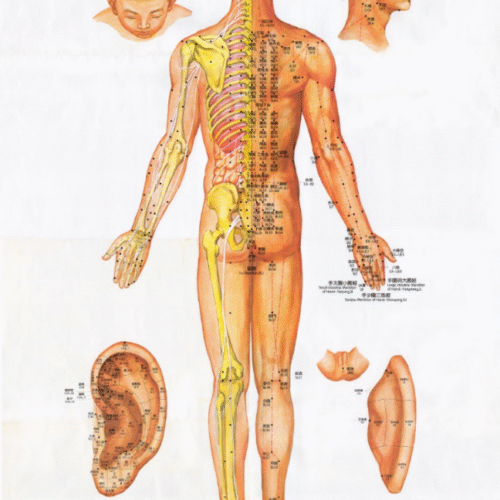 A1 Acupuncture Point Posters (Set of 3)